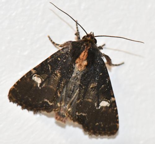 Réf. 306 578 : Mesapamea sp.